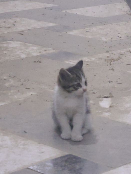 Сибирская кошка метис
