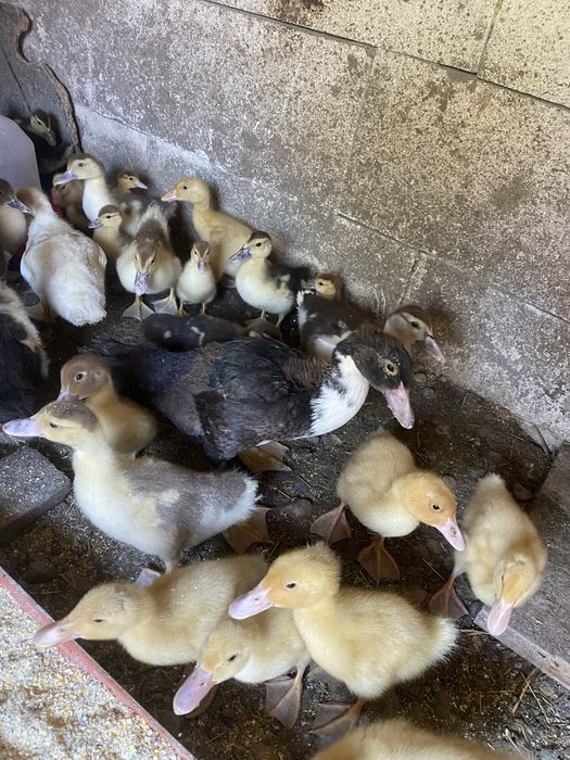 Boboci rata muta si pekin