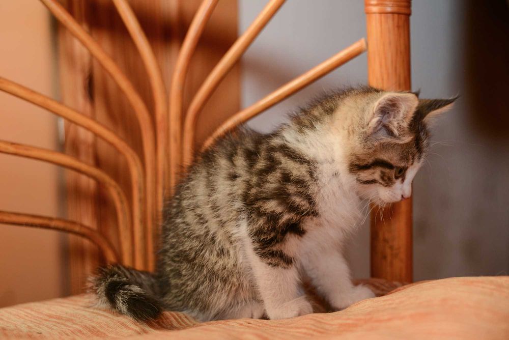 Котенок  мальчик