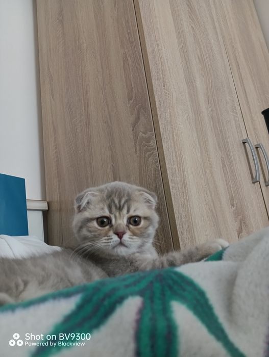 Шотландская вислоухая эксклюзивная девочка, окрас высокое серебро