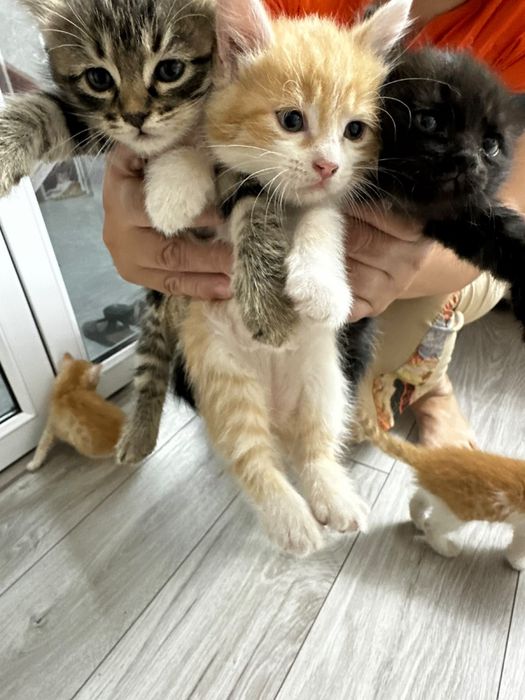 Отдам котят в добрые, хорошие руки
