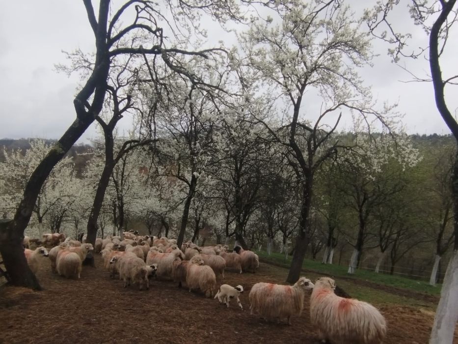 Vând 45 de oi     turcane