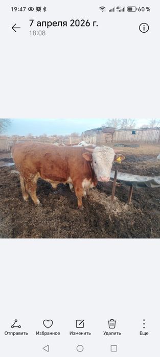 Продам быка 1 год и 3 месяца.