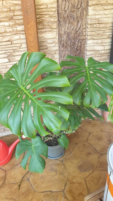 Цветя за дома и офиса