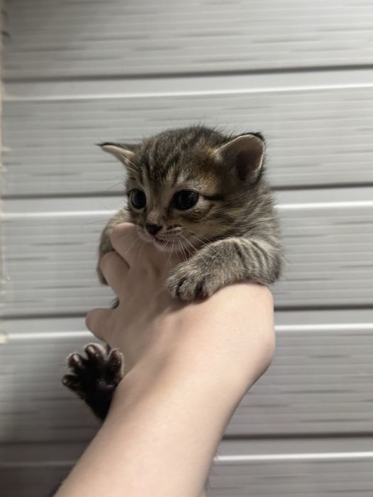 Котята бесплатно