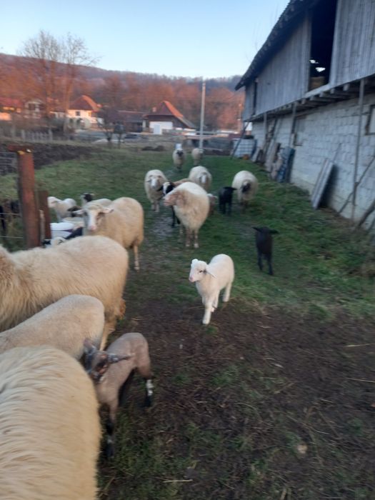 Oi carabase, bergamese