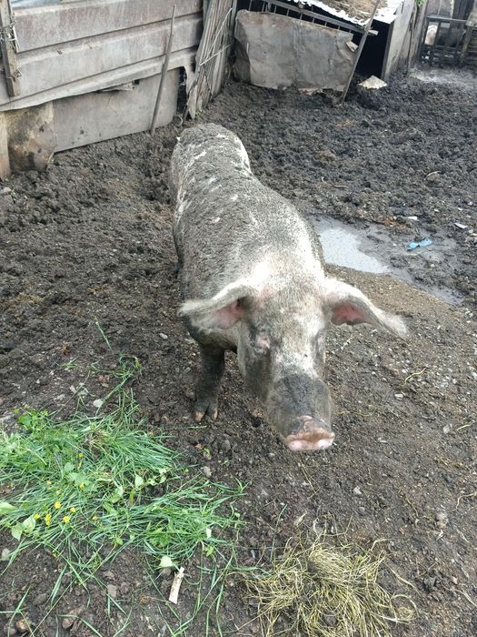 Кабан осеменитель