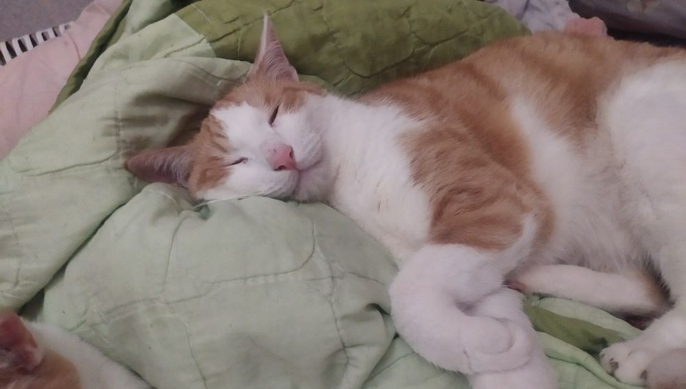 Ищем любящих хозяев для молодого кота! Отдадим только ответственным!!!