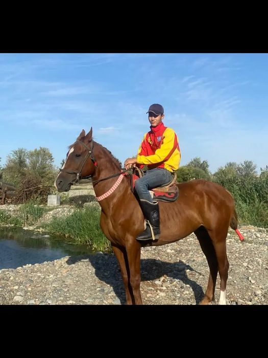 Аиғр сатылады  ағлшн 8жасар