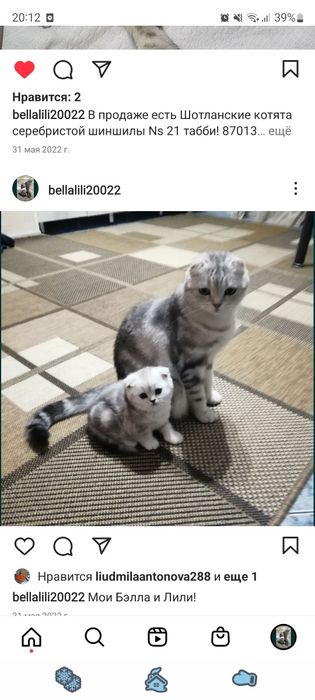 Шотландские вислоухие