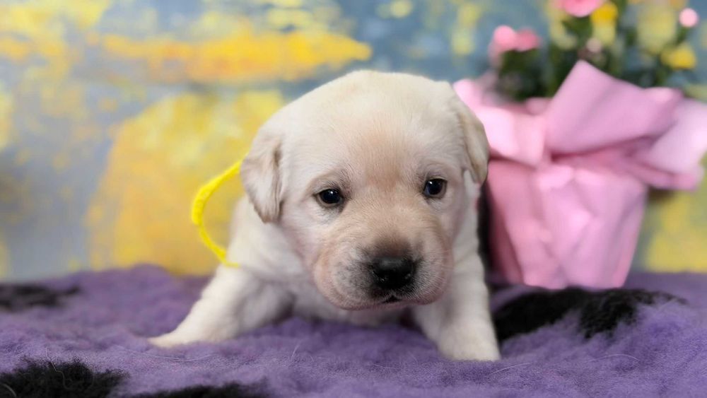 Labrador Retriever galben cu Pedigree valoros