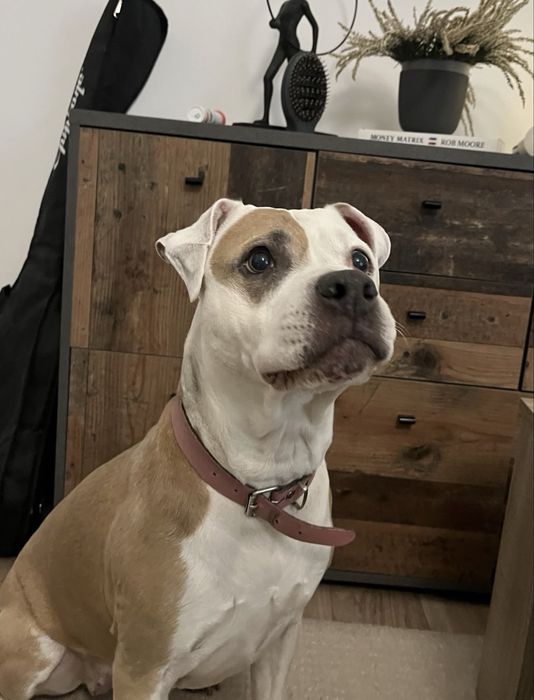 Cautam stapani amstaff