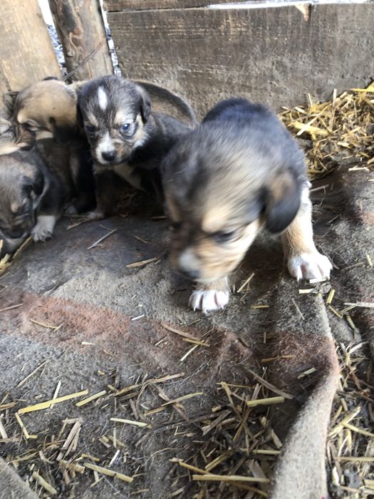 Donez catelusi 4 fete si 3 baieti