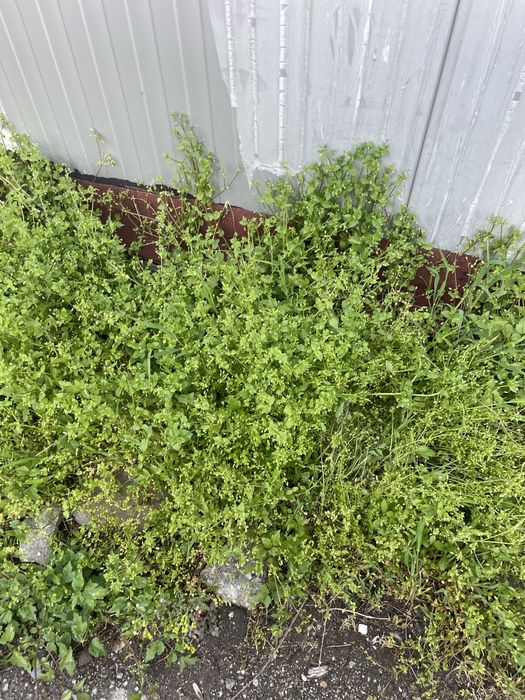 Треваааааааааааа