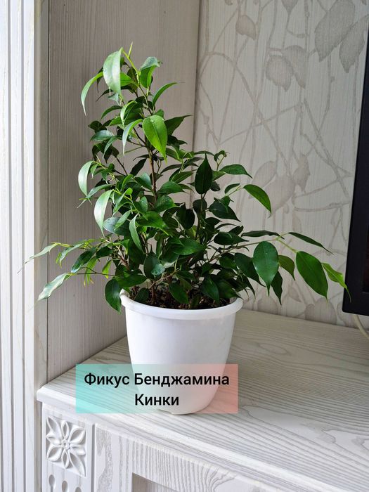 Фикус Бенджамина Кинки