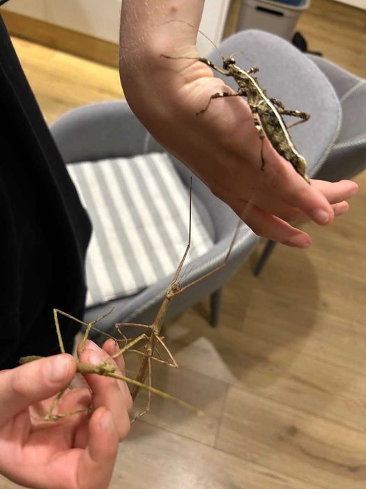 Пръчици - насекоми