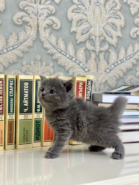 Котята вислоухие