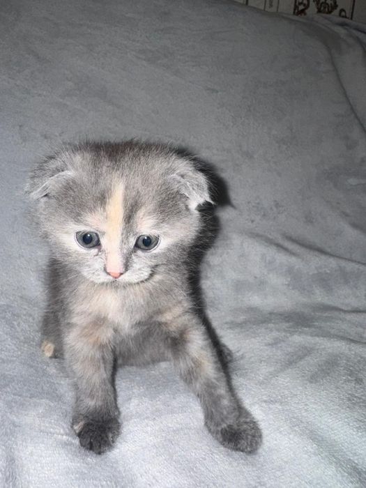 Продаются шотландские вислоухие котята