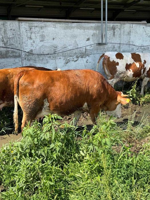 De vanzare vitea rasa Simmental