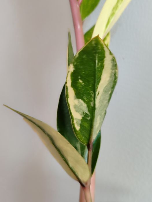 Замиокулькас вариегатный