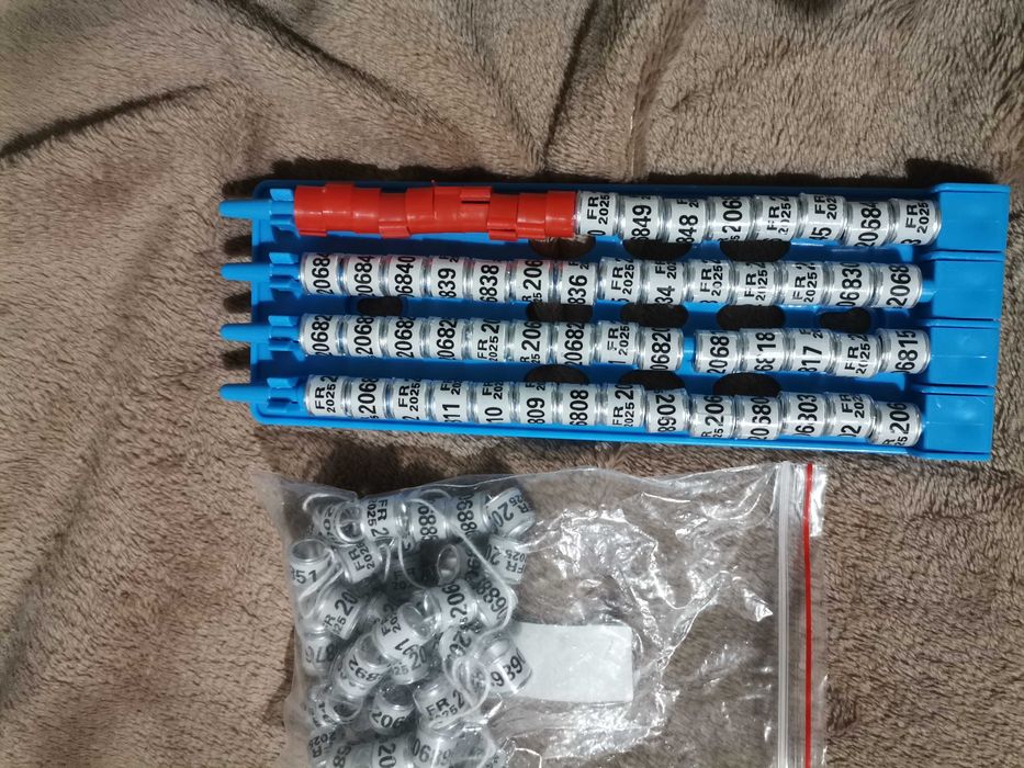 Inele porumbei 2025 sport