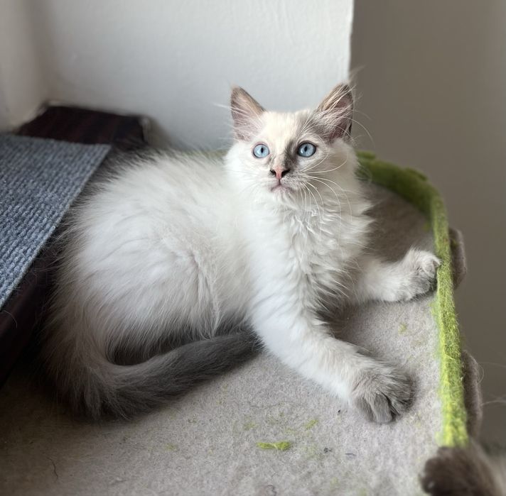 Puiuț Ragdoll minunat