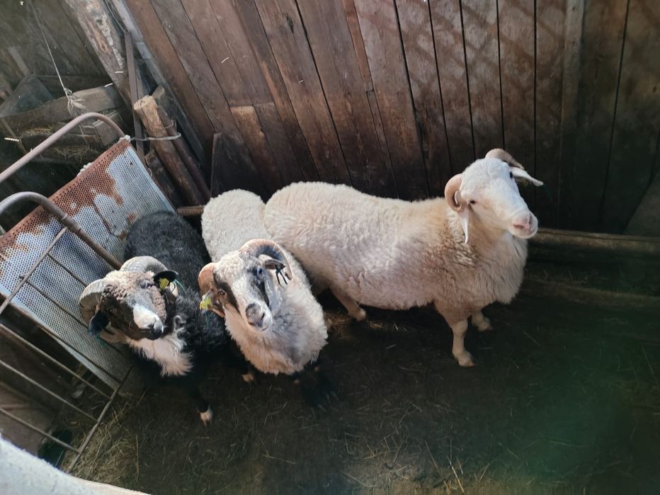 Бараны  на откорме