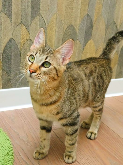 Pisicuta Paula pentru adoptie