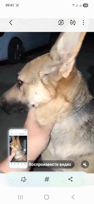 Вязка восточно-европейская овчарка