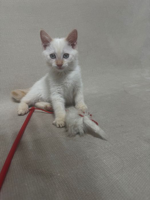 Отдается котенок (мальчик) 2 месяца