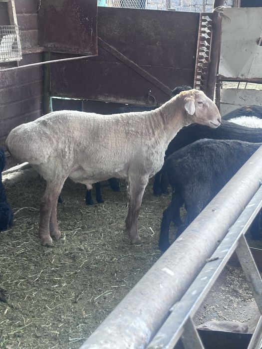 Продается кошкар