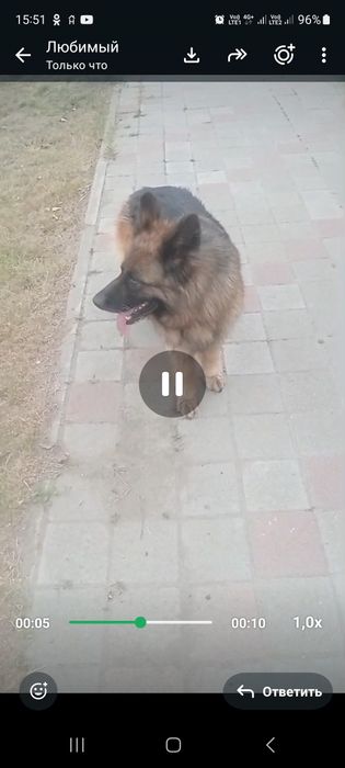 Собака гуляет в центре
