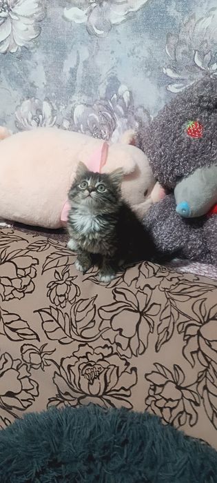 Отдается очаровательный пушистый котенок