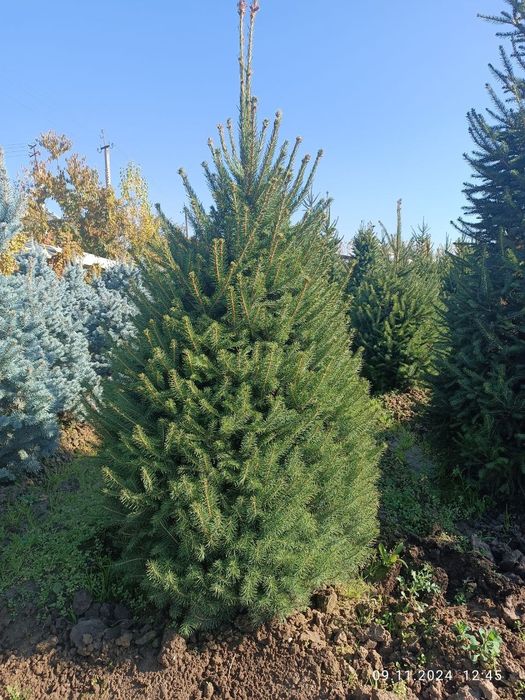 Archa stirichk qilish