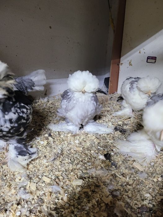 Корейскийлар жужалари туйорлари сотилади пули сфатига караб хаммаси то