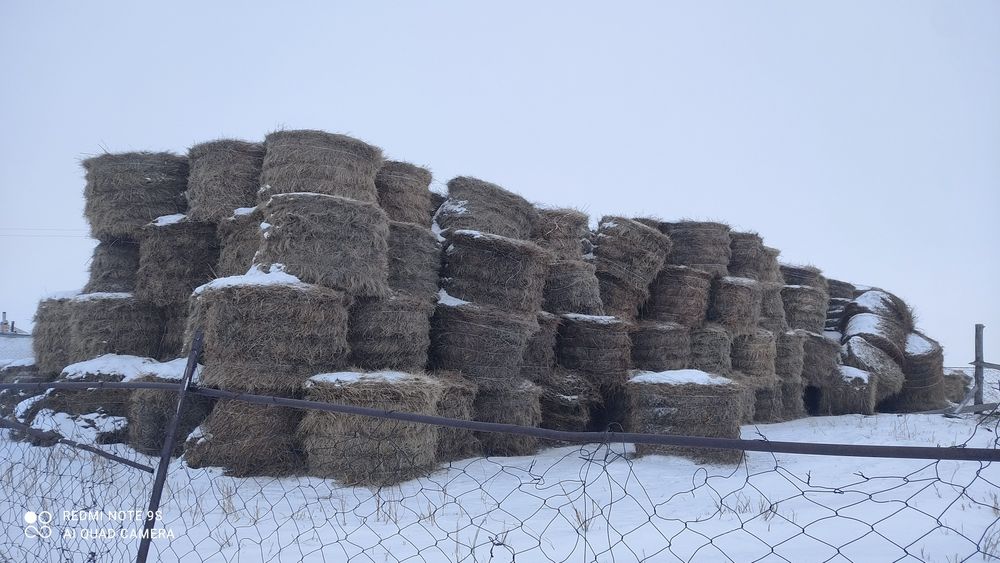 Рулон шөп сатылымда.  Сено