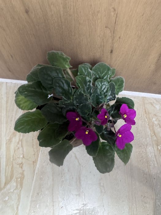 Комнатные цветы для дома , кафе, рестораны