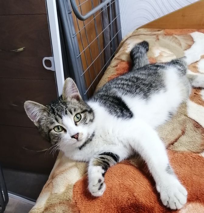 Юный котик Марсик в добрый руки