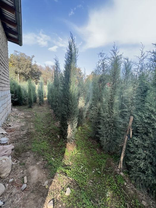 Голубой кипарис