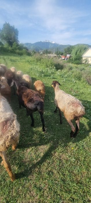 Продам баран находятся Коктобе 1