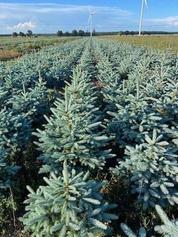 Голубая ель (Европа) Родной Коми билан сотилади!