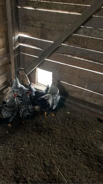 Pui wiandotte gsg si argintiu