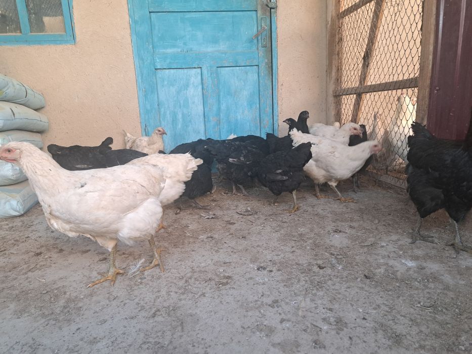 Джерсийский гигант