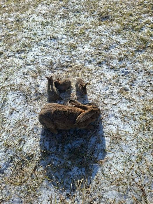 Iepuri mici și adulti