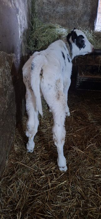 Vând viței de lapte