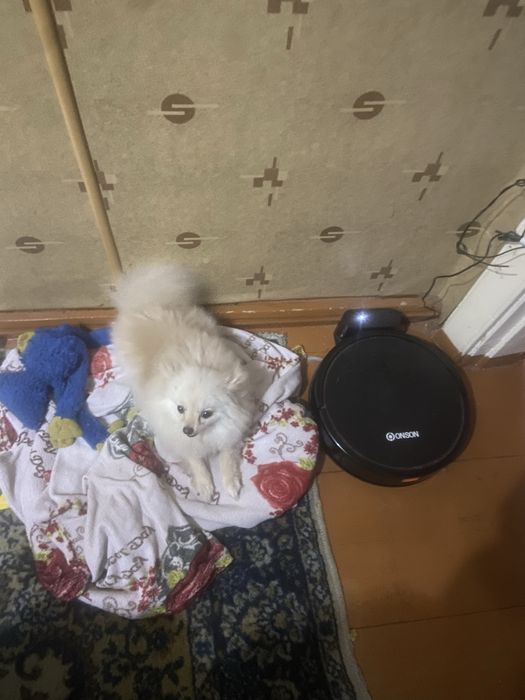 Продам собаку  шпиц