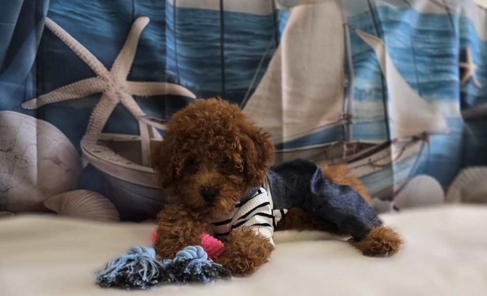 Пудел той  Poodle toy с родословие