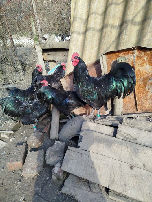 Ofertă!!!   Cocoși australorp