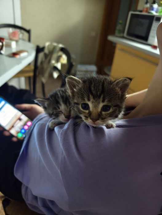 Крошки котята, 1 мес, девочки