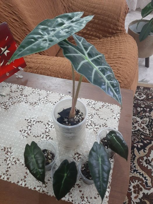 Комнатные  цветочки